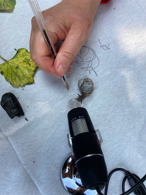 Participant sketching a snail next to a microscope in workshop 2